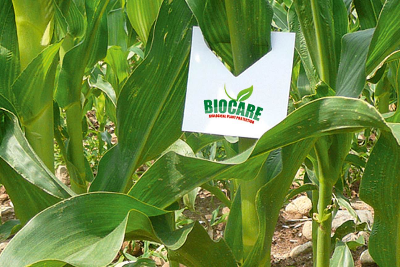 Abbildung eines BIOCARE Labels, das an einer Maispflanze auf dem Feld befestigt ist